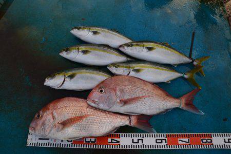 アジアマリンサービス 釣果