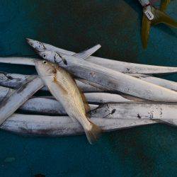 アジアマリンサービス 釣果