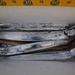 アジアマリンサービス 釣果