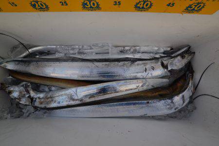 アジアマリンサービス 釣果