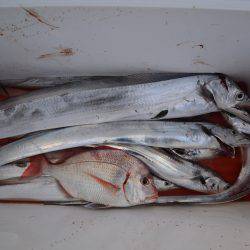 アジアマリンサービス 釣果