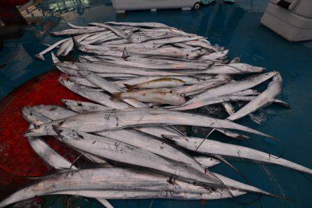 アジアマリンサービス 釣果