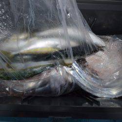 アジアマリンサービス 釣果