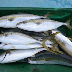 アジアマリンサービス 釣果