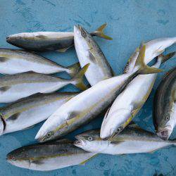 アジアマリンサービス 釣果