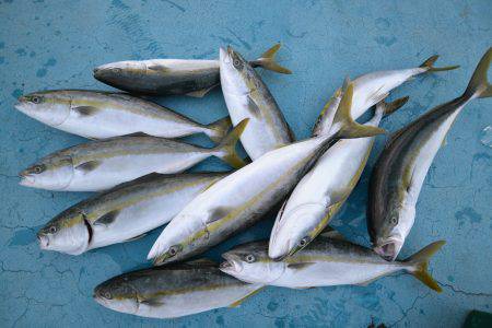 アジアマリンサービス 釣果