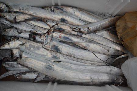 アジアマリンサービス 釣果