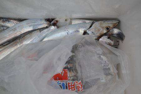 アジアマリンサービス 釣果