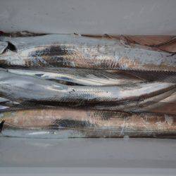 アジアマリンサービス 釣果