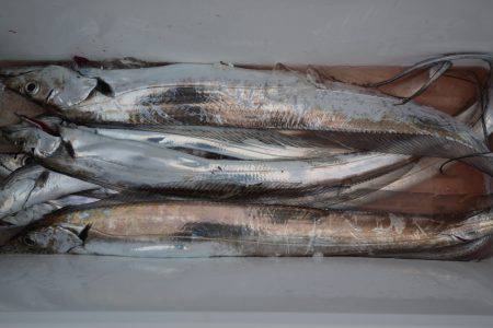 アジアマリンサービス 釣果