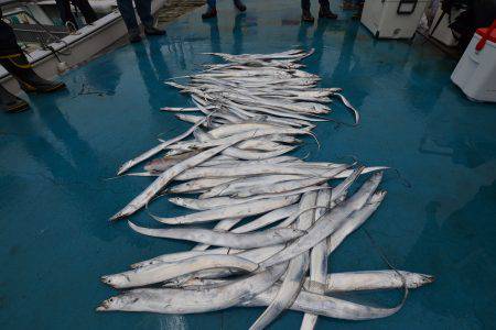 アジアマリンサービス 釣果