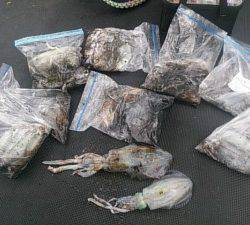 武士(SAMURAI) 釣果