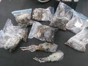 武士(SAMURAI) 釣果