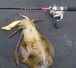 武士(SAMURAI) 釣果