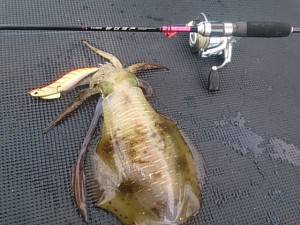 武士(SAMURAI) 釣果