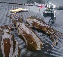 武士(SAMURAI) 釣果