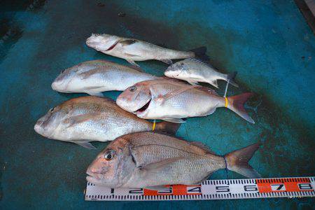 アジアマリンサービス 釣果