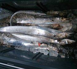 武士(SAMURAI) 釣果