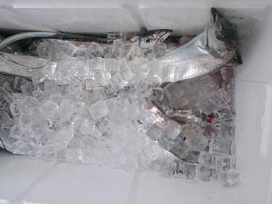 武士(SAMURAI) 釣果