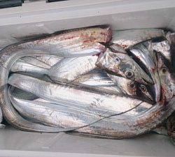 武士(SAMURAI) 釣果