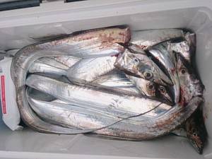 武士(SAMURAI) 釣果