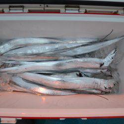 アジアマリンサービス 釣果