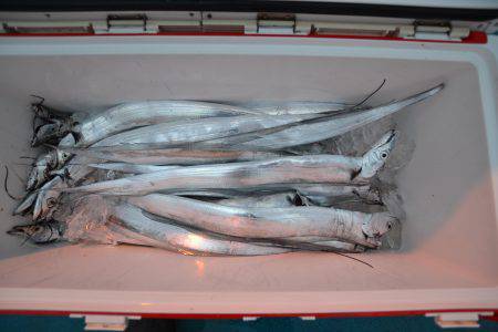 アジアマリンサービス 釣果