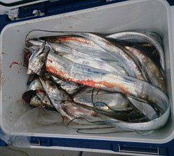 武士(SAMURAI) 釣果