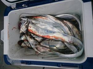 武士(SAMURAI) 釣果