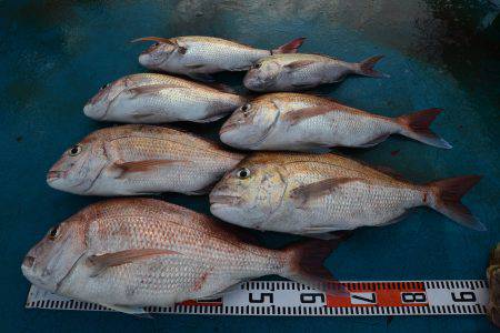 アジアマリンサービス 釣果