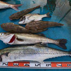 アジアマリンサービス 釣果