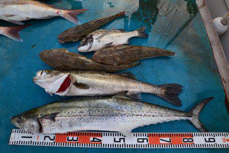 アジアマリンサービス 釣果