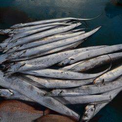 アジアマリンサービス 釣果