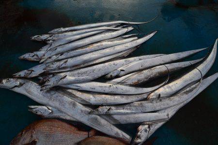 アジアマリンサービス 釣果