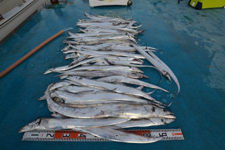 アジアマリンサービス 釣果