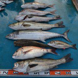 アジアマリンサービス 釣果