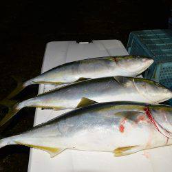 ハピネスⅡ 釣果