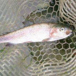 フィッシングエリア帝釈 釣果