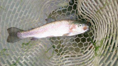 フィッシングエリア帝釈 釣果