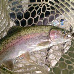 フィッシングエリア帝釈 釣果