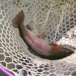 フィッシングエリア帝釈 釣果