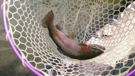 フィッシングエリア帝釈 釣果