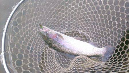 フィッシングエリア帝釈 釣果