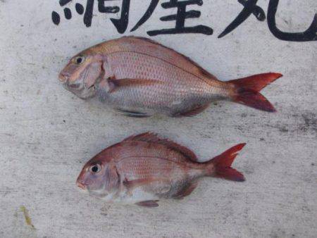 網屋丸 釣果