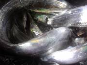 おおせき丸 釣果