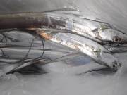 おおせき丸 釣果