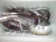 おおせき丸 釣果