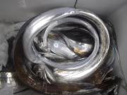 おおせき丸 釣果