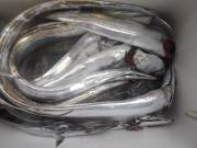 おおせき丸 釣果