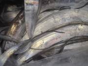 おおせき丸 釣果